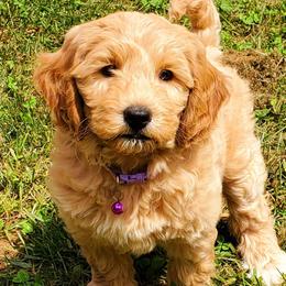 Iris - Labradoodle puppy in Statesville, North Carolina from Labradoodles of the Foothills