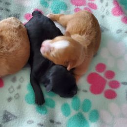 Yorkshire Terrier Puppies from Precious Paws LLC