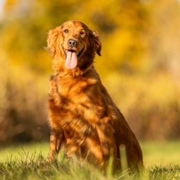 Jules - Golden Retriever