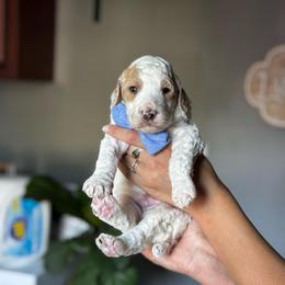 Frost - Parti male Poodle puppy in Lake Village, Indiana from Kennings Poodles and Company