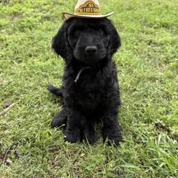 Golden Mountain Doodle Puppies from Turpin Ranch
