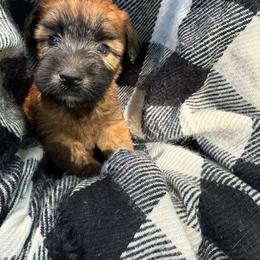 Pumba - Wheaten male Soft Coated Wheaten Terrier puppy in Nokomis, Illinois from Windhill Wheatens
