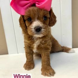 Bernedoodle, Cavapoo, Cockapoo, and Goldendoodle Puppies from Cactus Doods