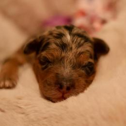 Paisley - Merle female Goldendoodle puppy in Forney, Texas from Diamond Doodle Pups and Poodles