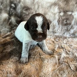 Girl 3 - Wirehaired Pointing Griffon puppy in Jerome, Idaho from Double R Griffons