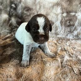 Girl 3 - Wirehaired Pointing Griffon puppy in Jerome, Idaho from Double R Griffons