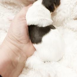 Snuggles - Parti male Yorkshire Terrier puppy in Azle, Texas from Texas Star Unique Yorkies