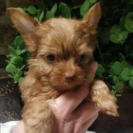 Ginger Snap - Chocolate, tan and white female Yorkshire Terrier puppy in Hot Springs, Arkansas from Kimberly's Lovable Littles
