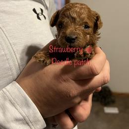 Poodle Puppies from Strawberry Poodle Patch