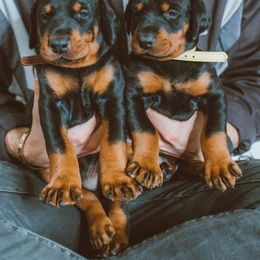 Doberman Pinscher Puppies from Defensive Dobermans