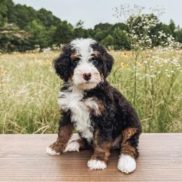 Bernedoodle and Golden Mountain Doodle Puppies from Tilley's Southern Doodles
