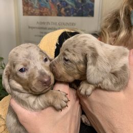 Dachshund Puppies from Salchi Dog miniature dachshunds