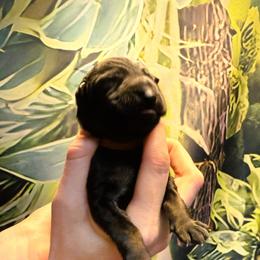 Girl 3 - female German Shepherd puppy in Laguna Niguel, California from Barenstadt Kennels