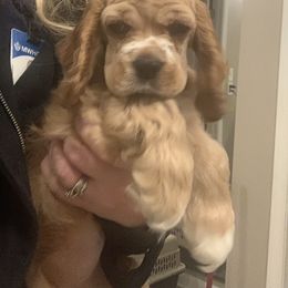 Cocker Spaniel Puppies from Wilkshire Farm