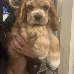 Cocker Spaniel Puppies from Wilkshire Farm