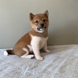 Puffin - Red male Shiba Inu puppy in Monett, Missouri from Happy Tails Shiba Inus
