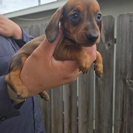 Emo Girl - Red female Dachshund puppy in Perris, California from Ohana_626_kennels