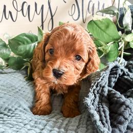 Mossy - Red male Cavapoo puppy in Marquand, Missouri from Perfectly Playful Doodles