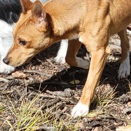 Henri - Red white and sable male Rat Terrier puppy in Divide, Colorado from Outlaw Farm and Kennel