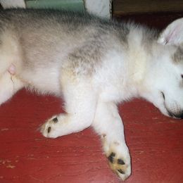 Siberian Husky Puppies from I'm not an official breeder just adopting out a pack