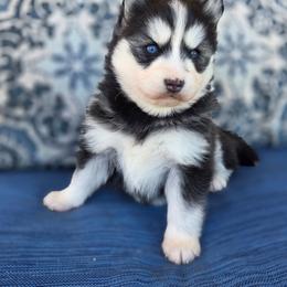 Lora - Black and white female Pomsky puppy in Mc Callsburg, Iowa from SZ Rolling Acres LLC