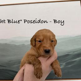 Poseidon - Dark golden male Golden Retriever puppy in Weston, Missouri from Love is Golden