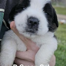 Saint Bernard Puppies from Eagle Mountain Saints