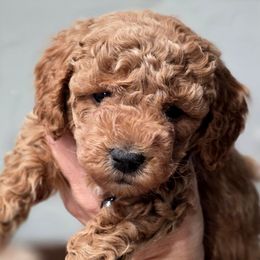 Benelli Grey - Red  male Goldendoodle puppy in Vernon, Texas from Sugarland's Texas Goldendoodles