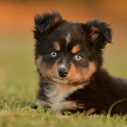 Mack - Black tri male Toy Australian Shepherd puppy in Hartman, Arkansas from Southern Edition Aussies