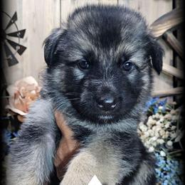 Canyon - Black and tan male German Shepherd puppy in Sequim, Washington from German Shepherd Haus