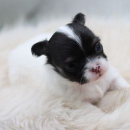 Priscilla - Black and white female Chihuahua puppy in Tulsa, Oklahoma from H-3 Chihuahuas