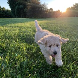 Goldendoodle Puppies from Doodlebloom Farm