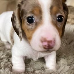 Dachshunds from Southern Belles and Beaus