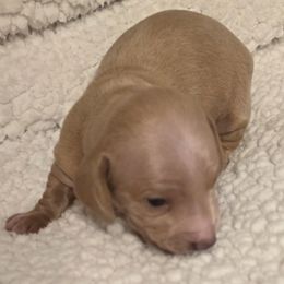 Liam - Cream male Dachshund puppy in Dayton, Ohio from Jen's Mini Dachshunds