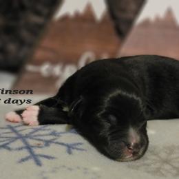 Australian Shepherd Puppies from Summit Australian Shepherds