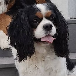 Bernese Mountain Dogs and Cavalier King Charles Spaniels from Premium Puppies
