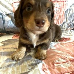 Dachshund Puppies from Devoted Doxies Cream Dachshund