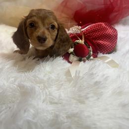 Poppy Sue  silky long coat - Dapple female Dachshund puppy in Polo, Missouri from Blue Tails Farm