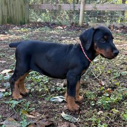 Autumn - Black and rust female Doberman Pinscher puppy in Toney, Alabama from Bhon Mhuir Dobermanns