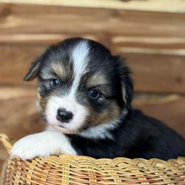 Frank- Fluffy - Black and tan male Pembroke Welsh Corgi puppy in Stillwater, Oklahoma from Steele Family Farms
