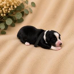 Fern - Black tri male Miniature Australian Shepherd puppy in Oroville, California from Diamond Arrow Aussies