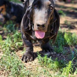 Hank - Basset Hound