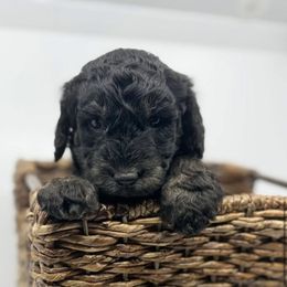 Jingle - Black and white male Bernedoodle puppy in La Plata, Maryland from Serenity Creek Doodles