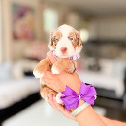 Moana-purple - Merle female Bernedoodle puppy in Ontario, California from Teddy Doodles & Standard Poodles