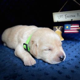 Labrador Retriever Puppies from Gochee Labs