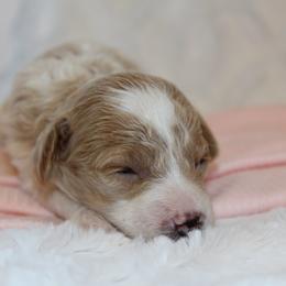 Girl 2 - Parti female Poodle puppy in Somerset, Ohio from Odyssey Pups