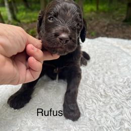 Rufus - Chocolate male Goldendoodle puppy in New Ringgold, Pennsylvania from Hawk Mountain Doodles
