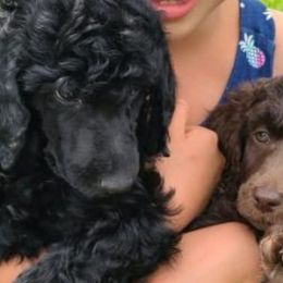 Poodles from Poodle Puppy Passion