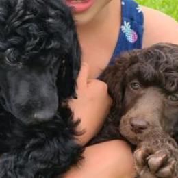 Poodles from Poodle Puppy Passion