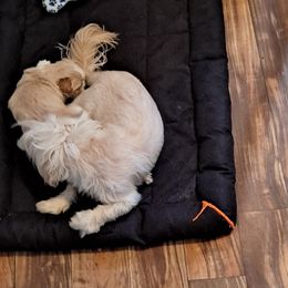 Shih Tzu Puppies from N.F.S.T Imperial ShihTzu Puppies.